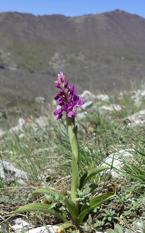 Marsica 2022, Monte Girifalco e Monte Arunzo  Le orchidee e la storia.